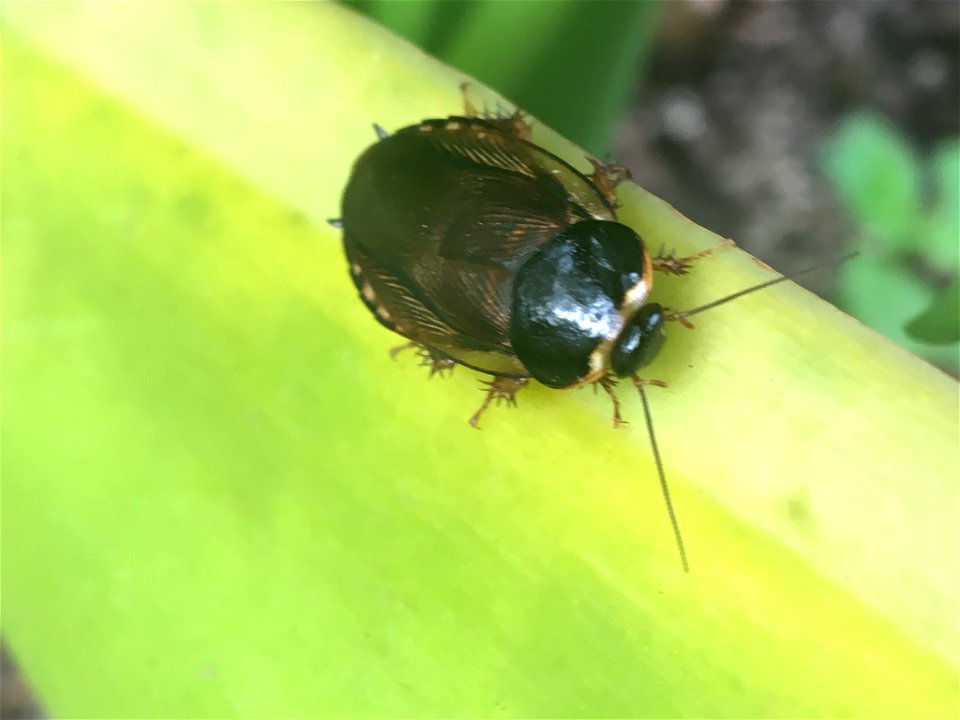 Pycnoscelus surinamensis in Seguin, Texas, USA