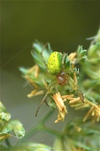 This picture shows the Cucumber green spider (Araniella Cucurbitina).