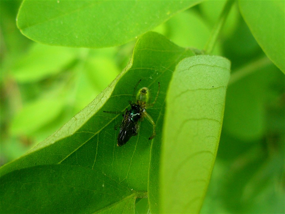 Spider eating fly. Looks like Araniella cucurbitina --Sarefo 21:40, 2 May 2008 (UTC)