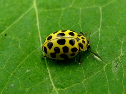 22-spot ladybird, Pysllobora 22-punctata, East Anglia, England