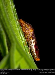 Glassy-winged Sharpshooter (Cicadellidae, Homalodisca vitripennis)






This image was created as part of the Insects Unlocked project at the University of Texas at Austin.
Based in the UT insect col