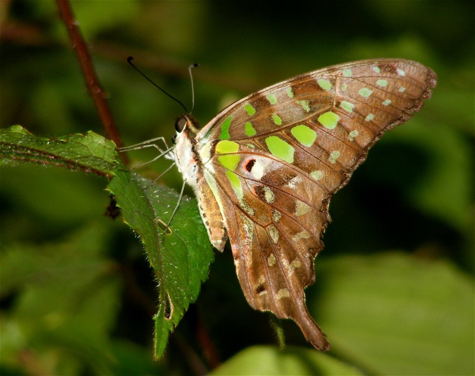 Tailed Jay_Graphium agamemnon