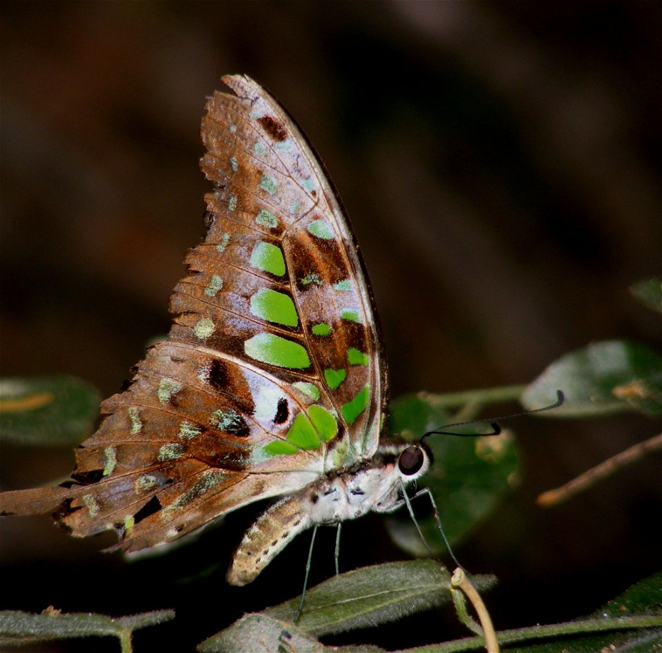 Tailed Jay_Graphium agamemnon