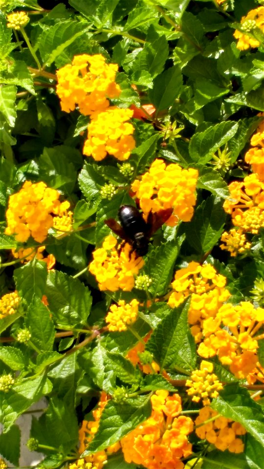 A large dark bee; pacific; apparently present in Caribbean island of Jamaica
