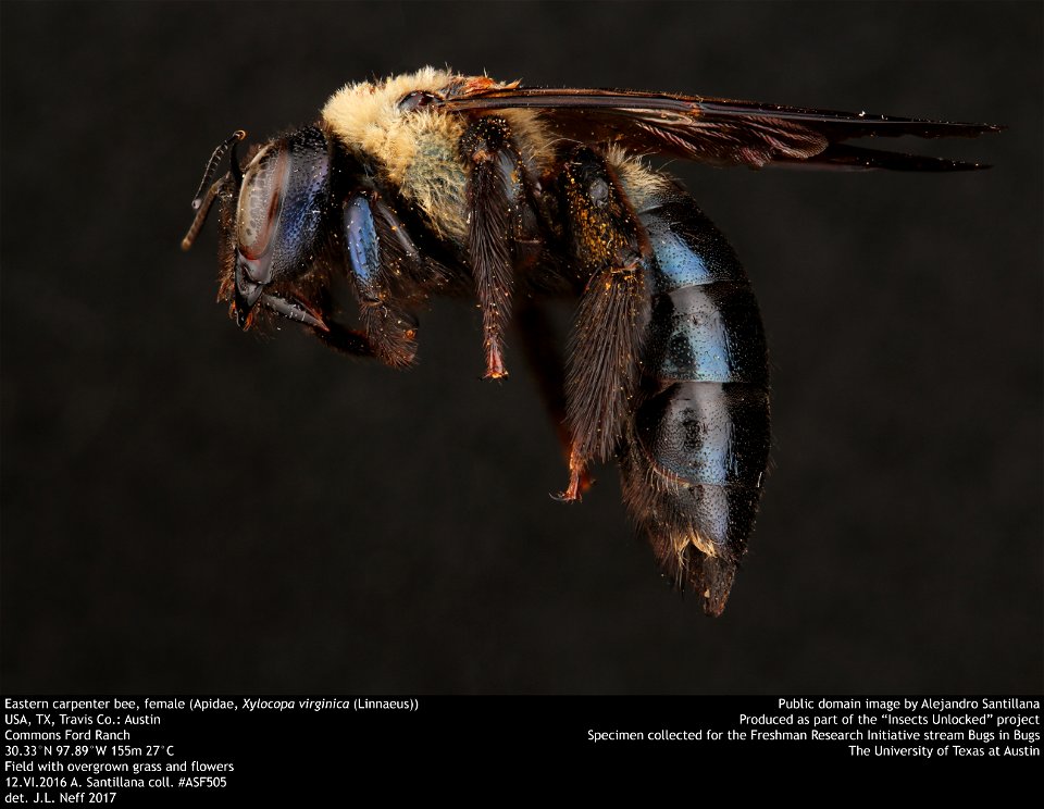 Eastern carpenter bee, female (Apidae, Xylocopa virginica (Linnaeus))
USA, TX, Travis Co.: Austin
Commons Ford Ranch
30.33°N 97.89°W 155m 27°C
Field with overgrown grass and flowers
12.VI.2016 A. Sant