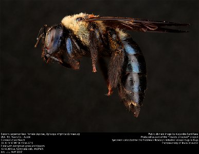 Eastern carpenter bee, female (Apidae, Xylocopa virginica (Linnaeus)) USA, TX, Travis Co.: Austin Commons Ford Ranch 30.33°N 97.89°W 155m 27°C Field with overgrown grass and flowers 12.VI.2016 A. Sant photo