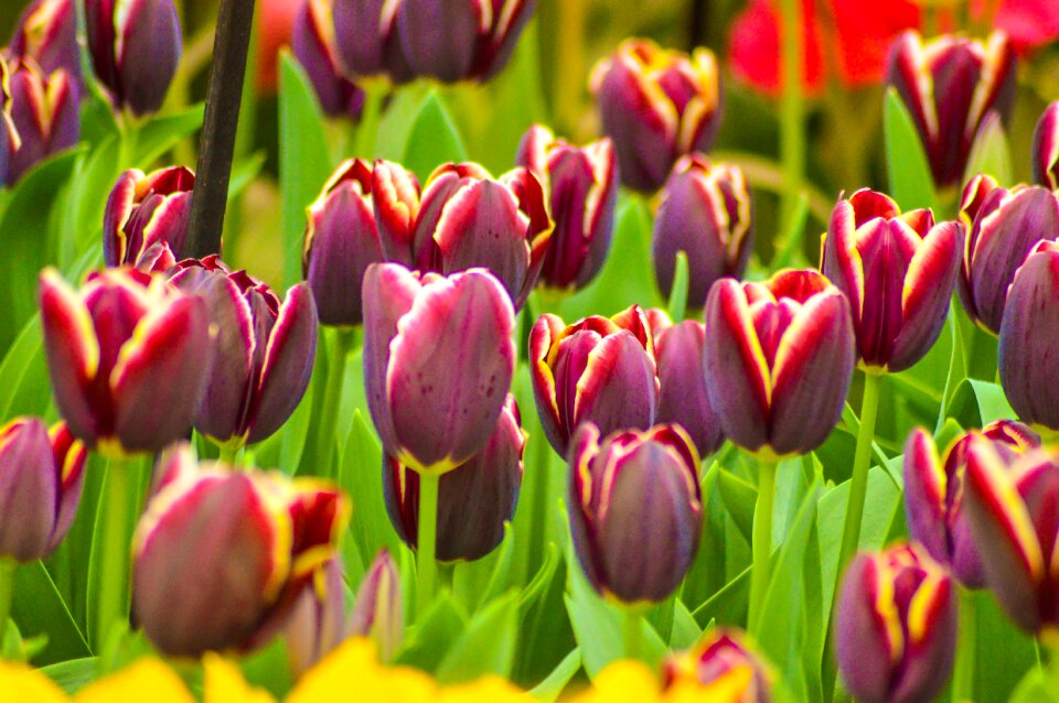 Holland plant garden