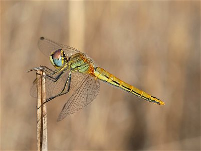 Red-veined darter (Sympetrum fonscolombii), Female, Nea Makri, Attika, Greece. Sep 22, 2018, 9:46, 38.089965 23.976414. photo