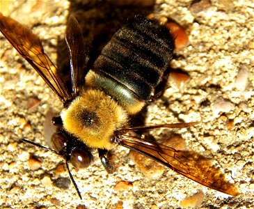 Texas Carpenter Bee (Xylocopa virginica ssp. texana) Subspecies of insect.