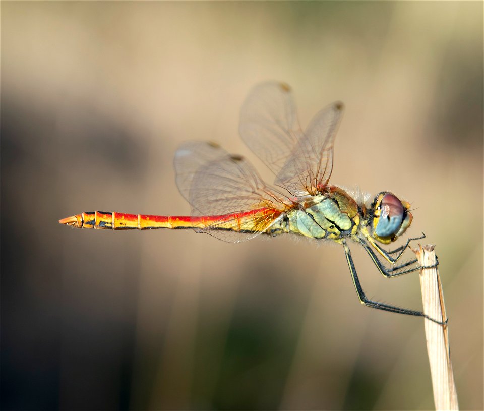 Red-veined darter (Sympetrum fonscolombii), Male, Nea Makri, Attika, Greece. Sep 22, 2018, 9:52, 38.089953 23.976384.