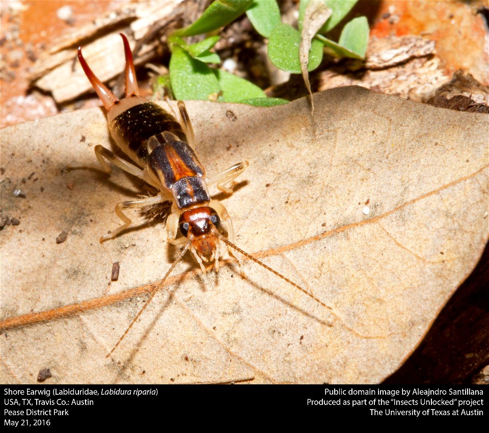 USA, TX, Travis Co.: Austin
Pease District Park

21-v-2016