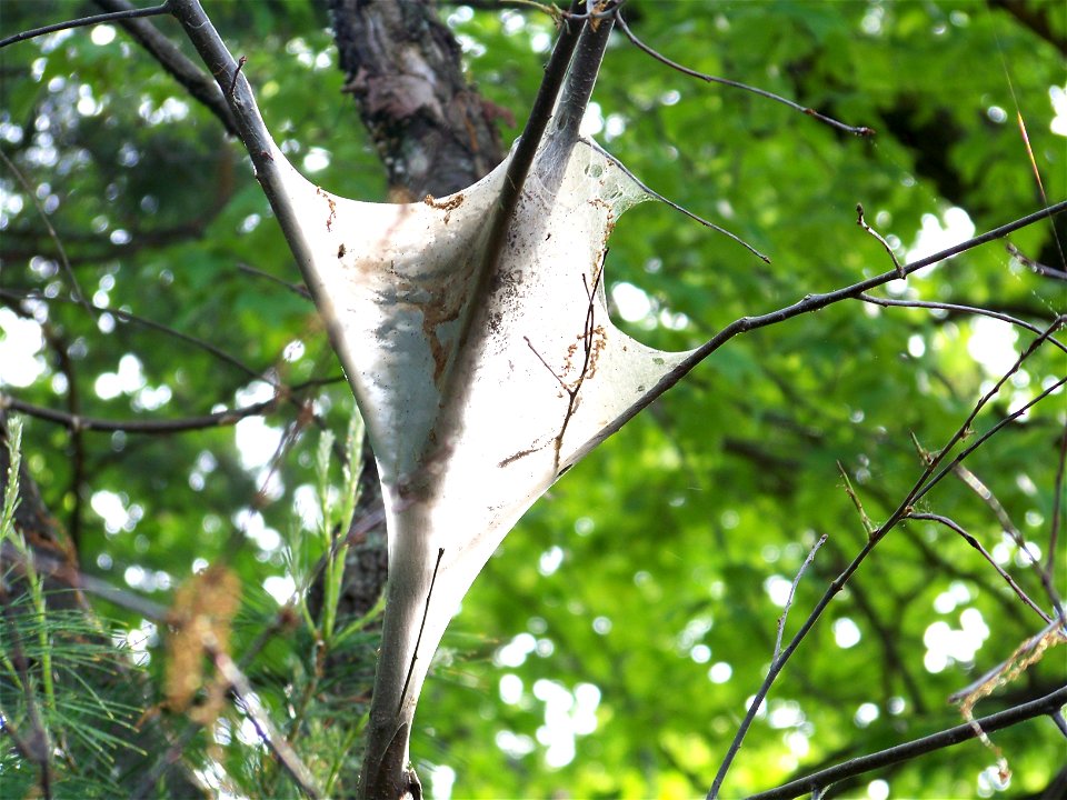 Eastern Tent Caterpillar Tent