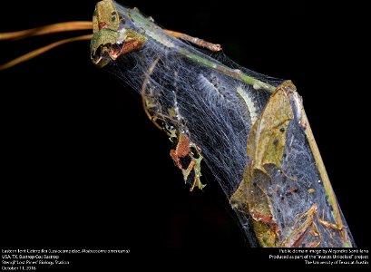 USA, TX, Bastrop Co.: Bastrop
Stengl "Lost Pines" Biology Station

11-x-2016