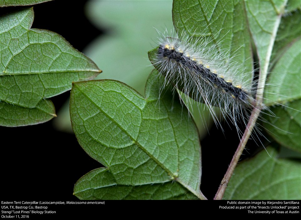 USA, TX, Bastrop Co.: Bastrop
Stengl "Lost Pines" Biology Station

11-x-2016