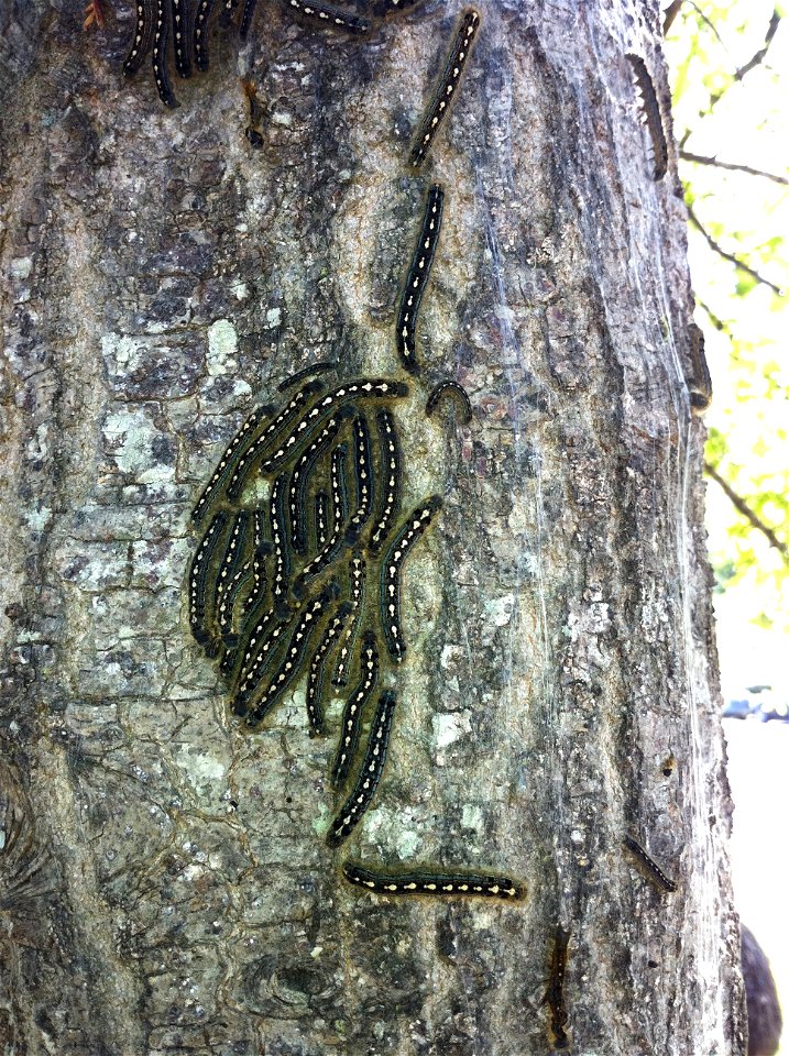 Eastern Tent Caterpillars climbing a tree in the Pee Dee region of South Carolina, United States of America.