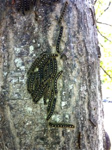 Eastern Tent Caterpillars climbing a tree in the Pee Dee region of South Carolina, United States of America.