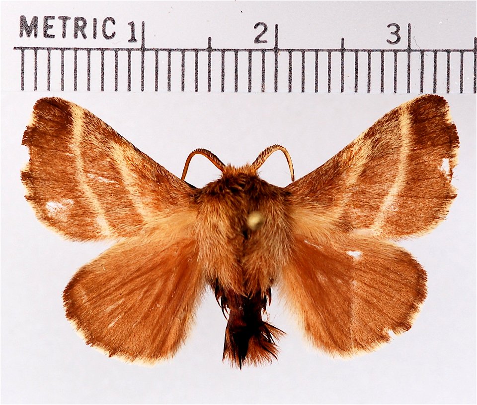 Eastern Tent Caterpillar Moth (Malacosoma americanum) Male