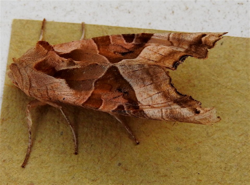 Phlogophora meticulosa