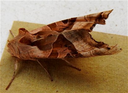 Phlogophora meticulosa