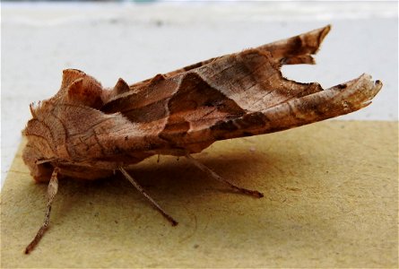 Phlogophora meticulosa