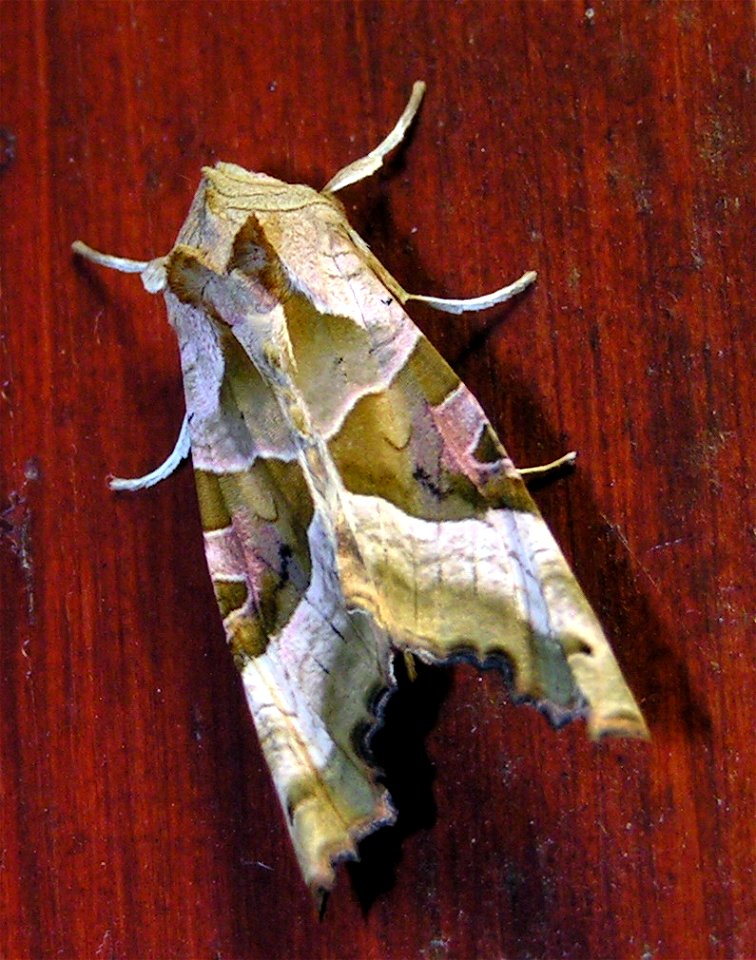 Phlogophora meticulosa (Achateule)