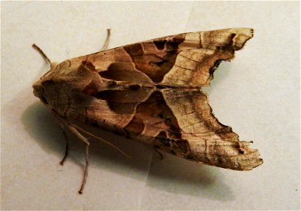 Phlogophora meticulosa