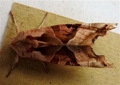 Phlogophora meticulosa