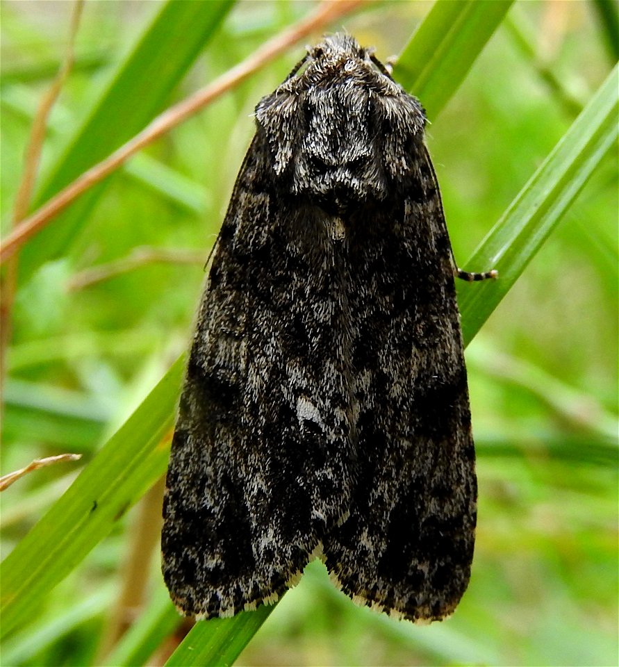 Acronicta rumicis