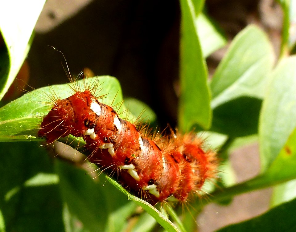 Raupe der Ampfer-Rindeneule