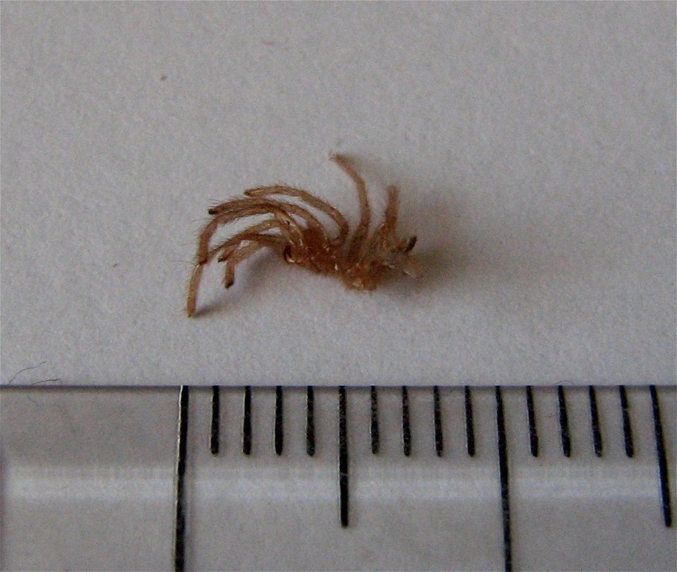 The molted skin of a baby Phormictopus cancerides cancerides (second molting) with a scale in millimetres.