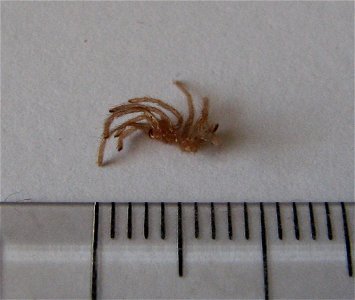 The molted skin of a baby Phormictopus cancerides cancerides (second molting) with a scale in millimetres.
