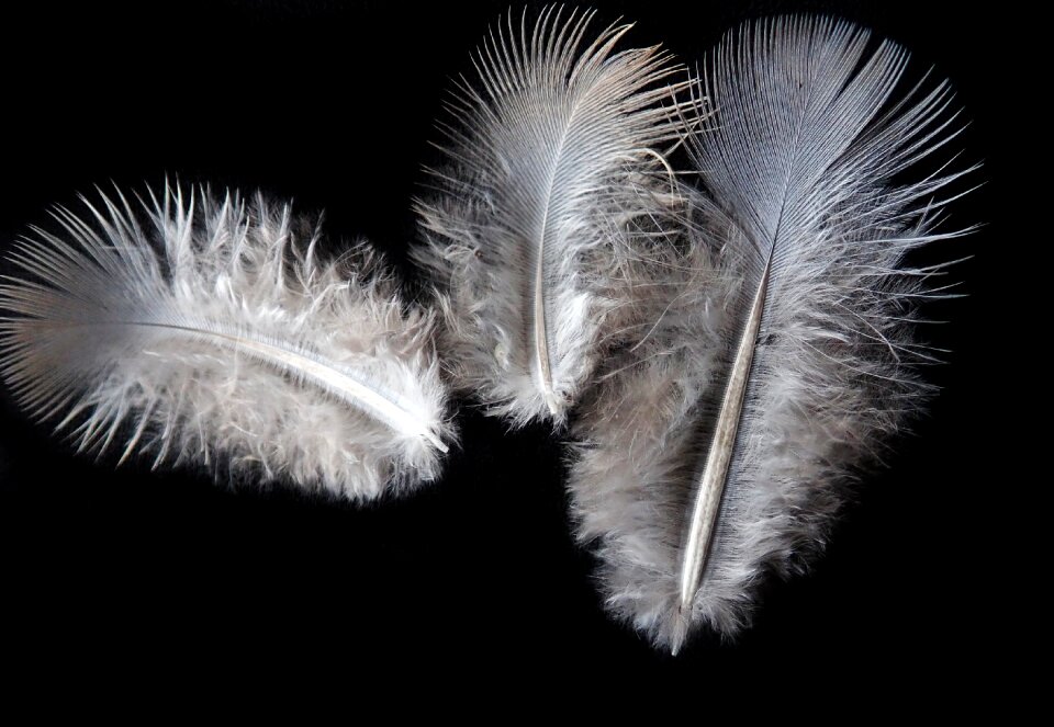 Plumage flight nature