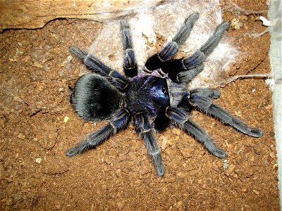 Phormictopus cancerides cancerides, adult female