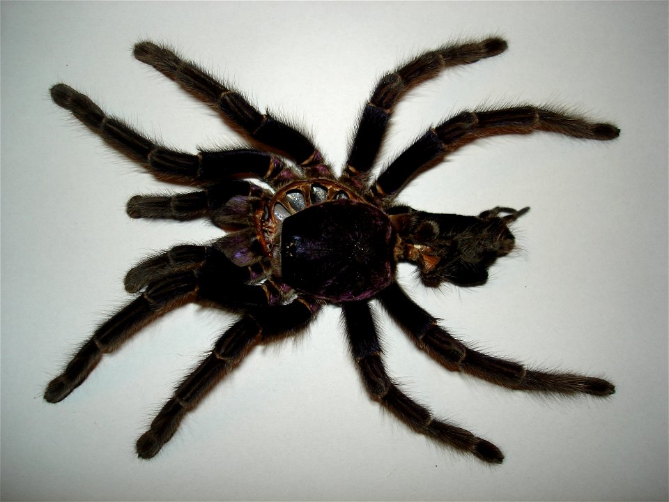 Phormictopus cancerides cancerides, adult female, molted skin