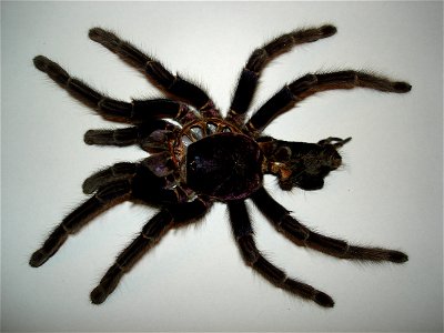 Phormictopus cancerides cancerides, adult female, molted skin