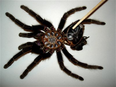 Phormictopus cancerides cancerides, adult female, molted skin with the cephalothorax open