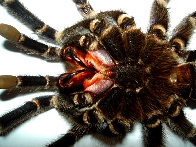 Phormictopus cancerides cancerides, adult female, molted skin, chelicerae