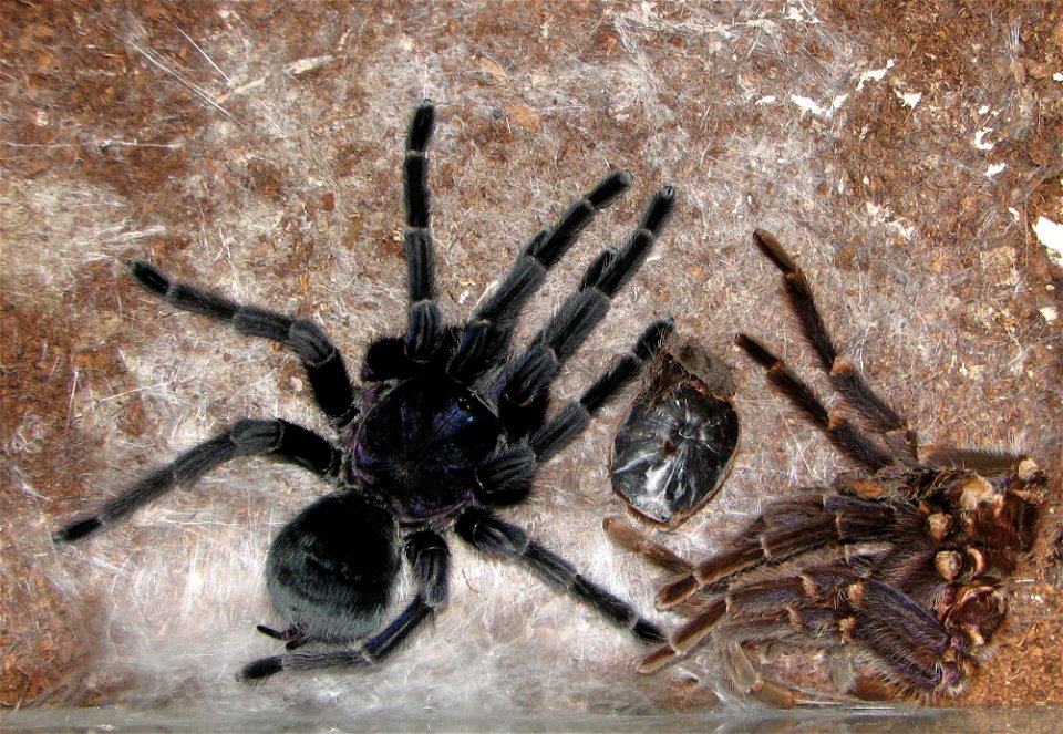 Phormictopus cancerides cancerides, adult female right after moulting, next to a shedded skin.