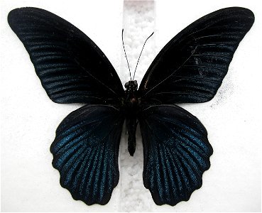Papilio memnon, picture taken at the Passiflorahoeve in Harskamp, The Netherlands photo