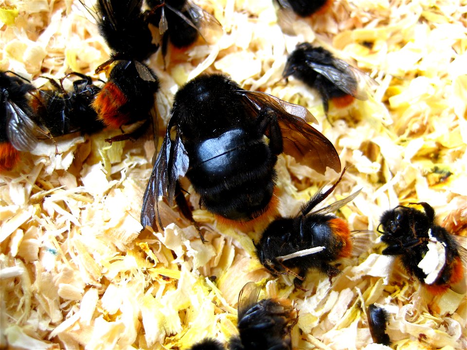 Cuckoo bumblebee Bombus rupestris killed by Red-tailed bumblebee workers of the nest. Some workers were killed in the battle, lying nearby.