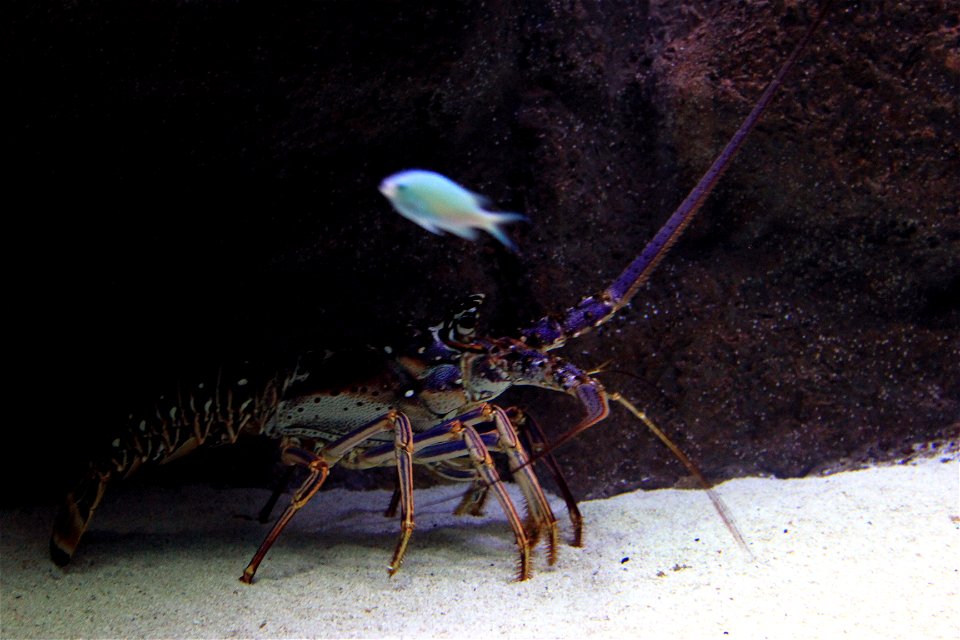 Pictures of Shrimps, Crabs, lobsters, and other related creatures: A species of Spiny Lobster (Panulirus argus)