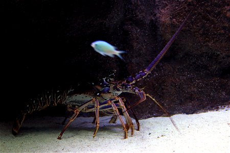 Pictures of Shrimps, Crabs, lobsters, and other related creatures: A species of Spiny Lobster (Panulirus argus)