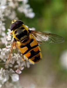 Yellow-haired Sun Fly (Myathropa florea) photo