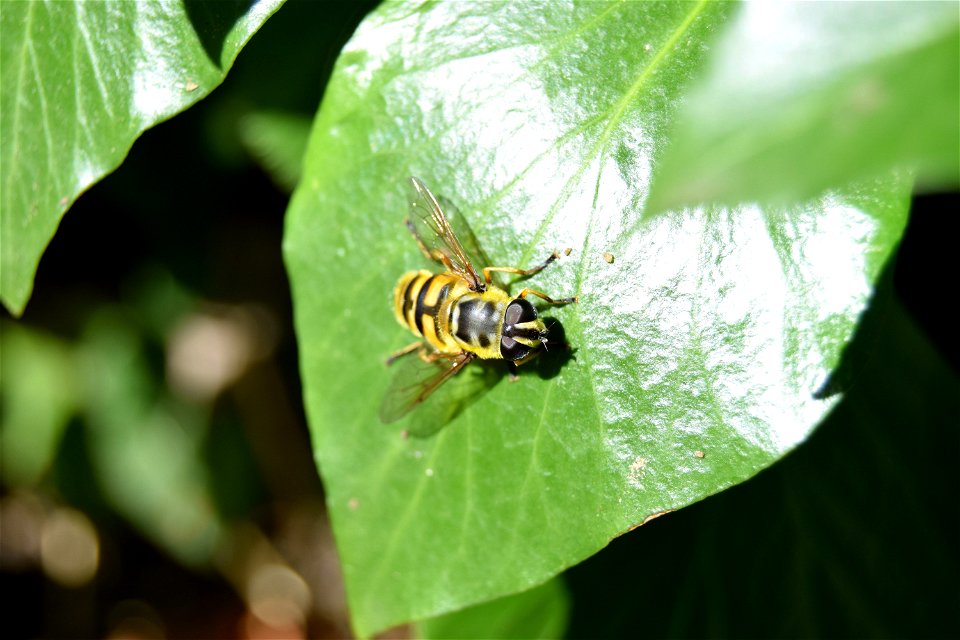 A hoverfly (Myathropa florea). Bristol, England.