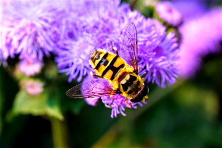 Yellow-haired Sun Fly (Myathropa florea) photo