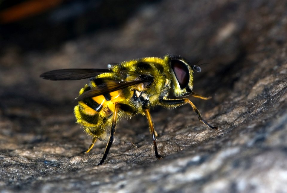 Myathropa florea (Linnaeus, 1758)

 Pestřenka smrtihlavka