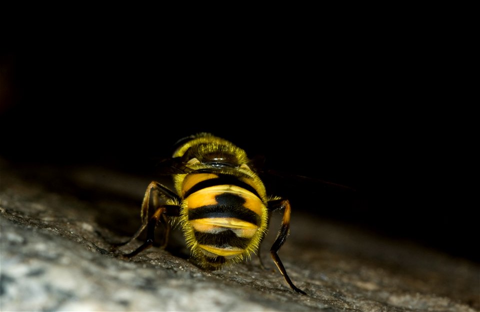 Myathropa florea (Linnaeus, 1758)

 Pestřenka smrtihlavka