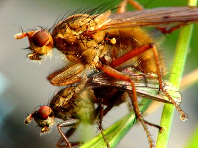 Mating Dung Flies (Scatophaga sp.). Portland, Oregon. photo