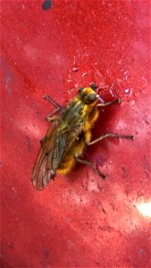 Yellow Dung Fly (Scathophaga stercoraria) photo