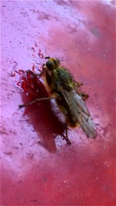 Yellow Dung Fly (Scathophaga stercoraria) photo